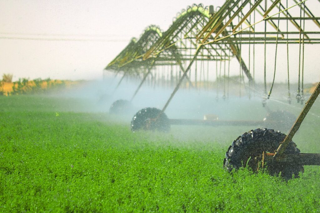 Modern irrigation system watering fresh green alfalfa fields in UAE for TAY Group trading.